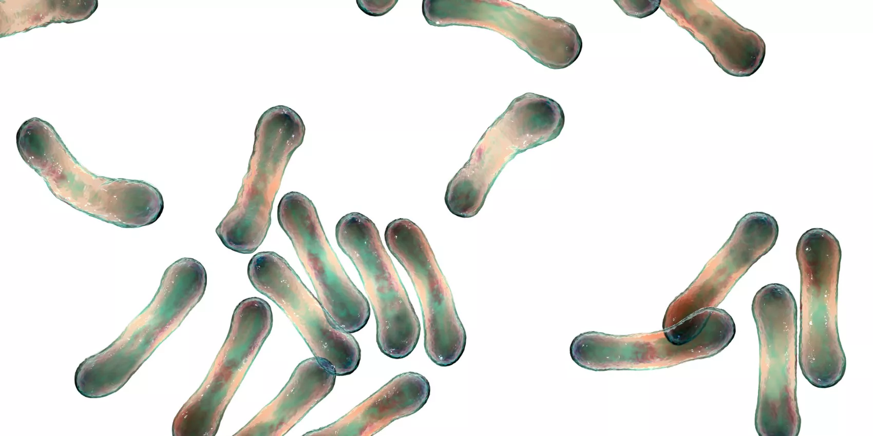 Corynebacterium diphtheriae, computer illustration